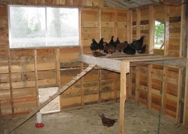 Насест в курятнике: как обустроить спальное место для кур