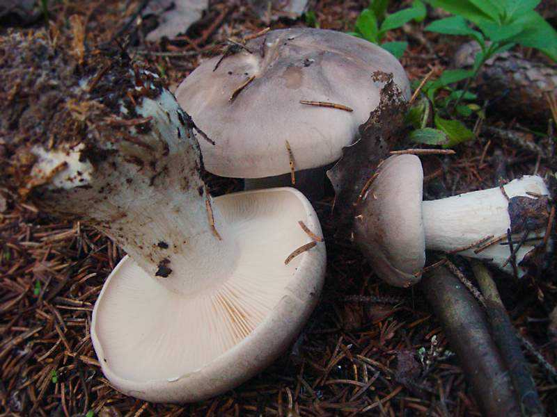 Говорушка (гриб): фото, описание, как готовить