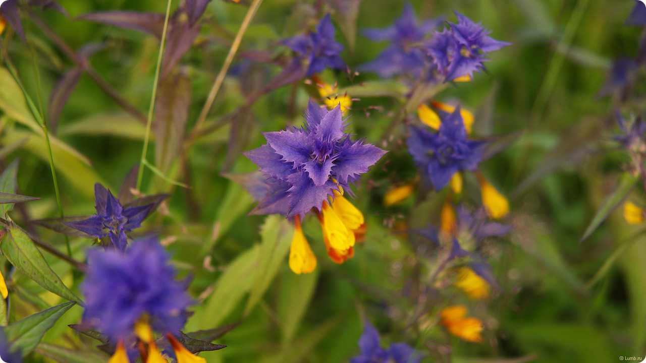 Растение иван-да-марья: легенды о появлении цветка, описание и лечебные свойства