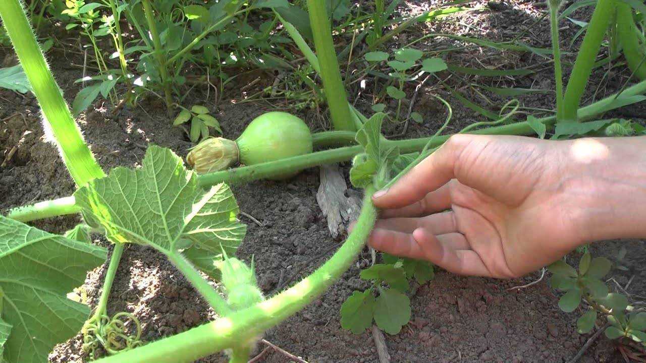 Пошаговая подкормка арбузов для увеличения урожая