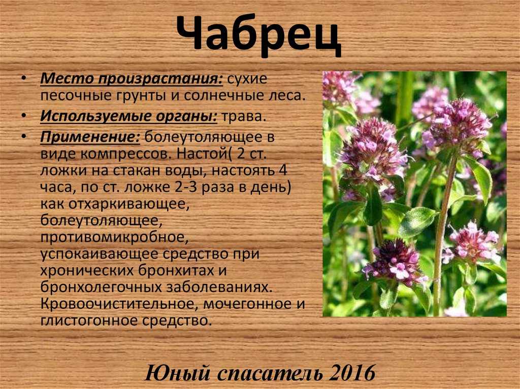 Чабрец: полезные свойства и противопоказания, где растет в россии, когда собирать и как выглядит + фото