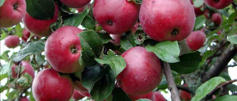 Хорошие сорта яблонь для украины: их фото с названием и описанием