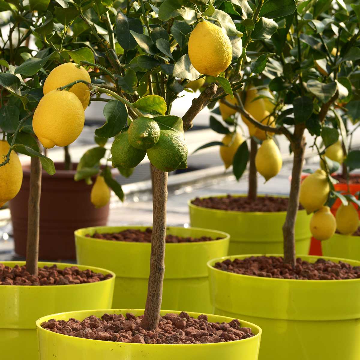 Вырастить лимон в домашних условиях с плодами. Цитрус (комнатное растение) лимон Мейера. Лимонное дерево Эврика. Цитрусовое дерево лимон. Citrus Dwarf Dwarf Citrus.