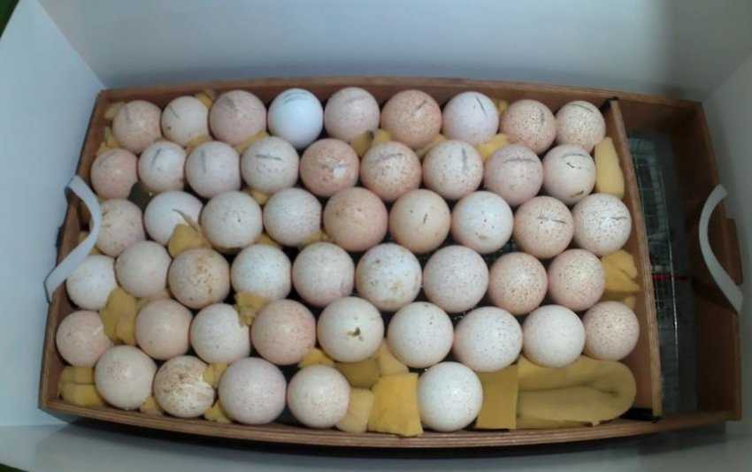 Как проводится овоскопирование гусиных яиц?