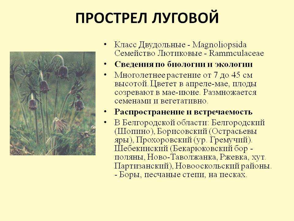 Дербенник иволистный (трава плакун): лечебные свойства и противопоказания, описание, где растет, как выглядит, применение