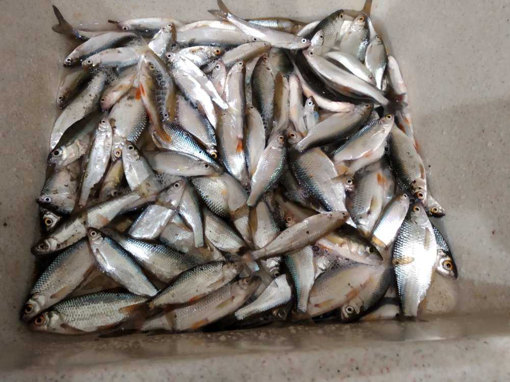 Часто рыбаки приносят домой большой улов Один из способов переработки рыбы – соление Есть несколько вариантов заготовки с учетом сорта и величины рыбы