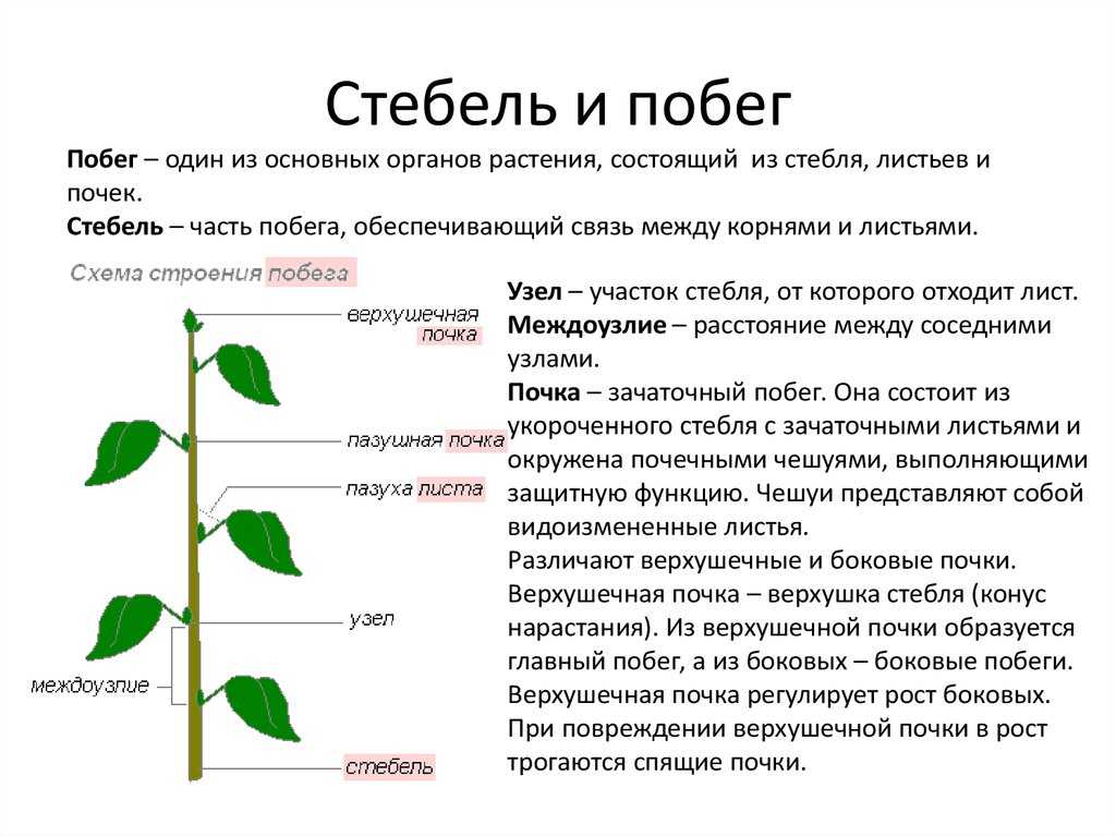 Функции стебля схема. Функции побега цветкового растения. Перечислите функции стебля (побега). Внутреннее строение побега таблица.