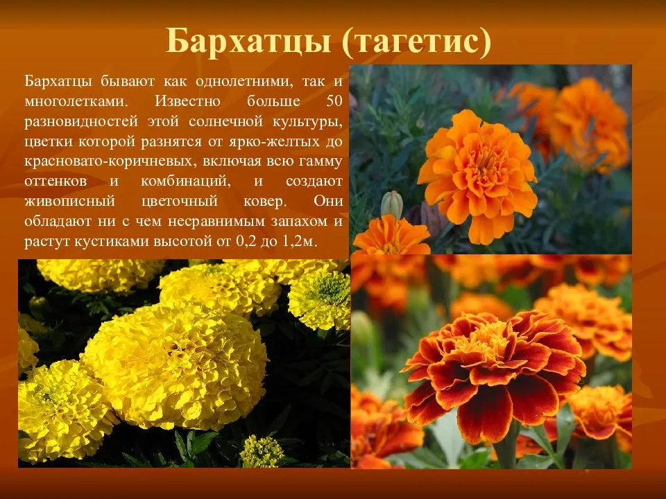 Подборка с фото и краткими описаниями садовых цветов, которые цветут до поздней осени