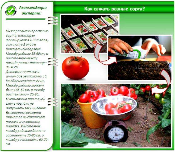 Выращивание помидоров в теплице из поликарбоната - как сажать и ухаживать