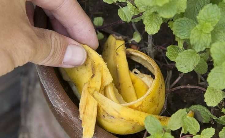 Как сделать удобрение из банановой кожуры и как применять его для цветов, рассады?