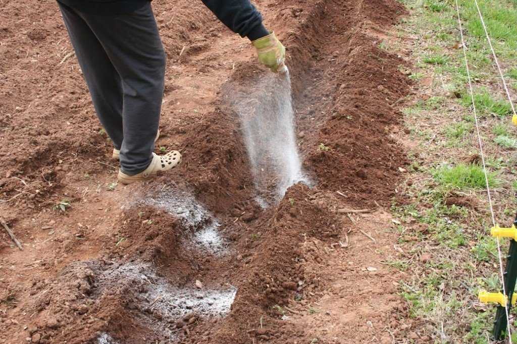 Чем и как обеззаразить почву перед посадкой: лучшие способы