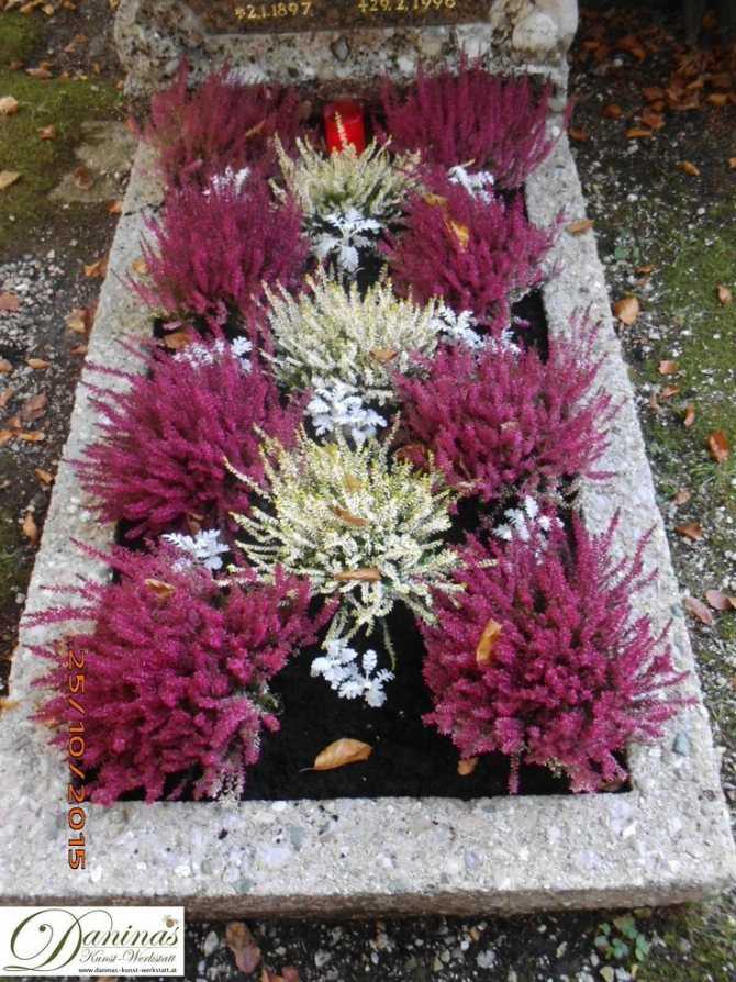 Многолетние цветущие цветы для могилы
