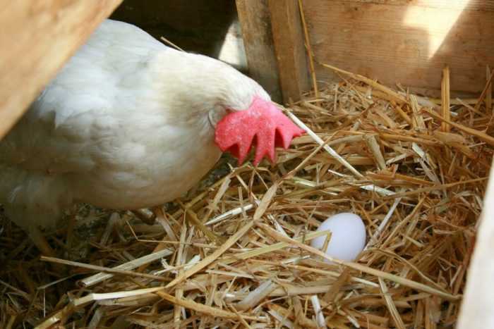 Почему куры клюют яйца, как решить проблему