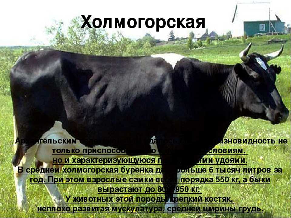 Холмогорские коровы - северная порода крс 2022