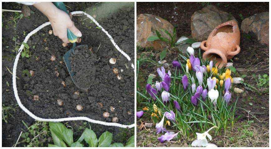 Цветы крокусы: посадка, выращивание и уход в открытом грунте осенью, фото, инструкция о том, как собирать и сушить