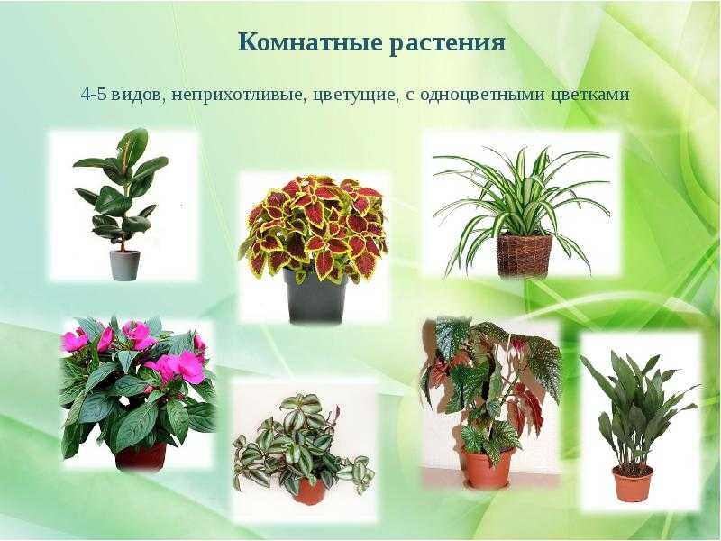 Топ 30 больших и красивых комнатных растений и цветов — фото и названия