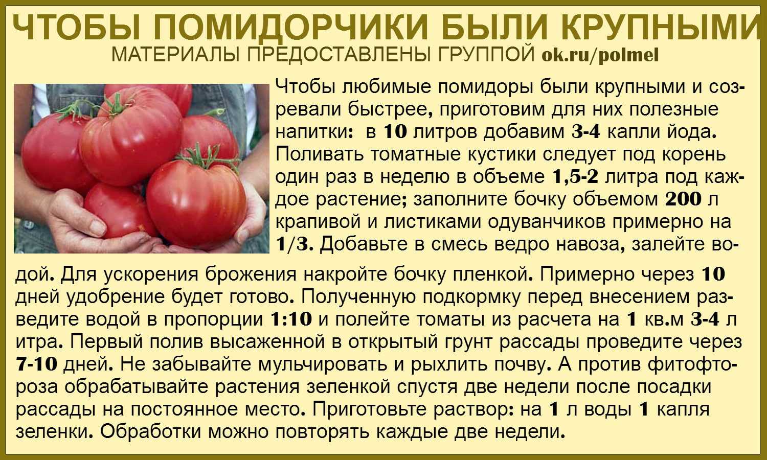 Секреты опытных дачников — опрыскивание томатов йодом: цель обработки и пошаговое руководство по её проведению