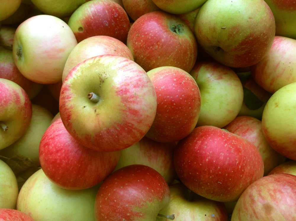 Сорт яблони голден делишес, описание, характеристика и отзывы, а также особенности выращивания данного сорта
