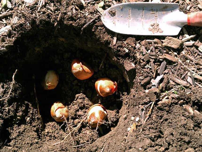 Когда следует сажать тюльпаны в открытый грунт осенью Как готовят луковицы и выполняют их посадку