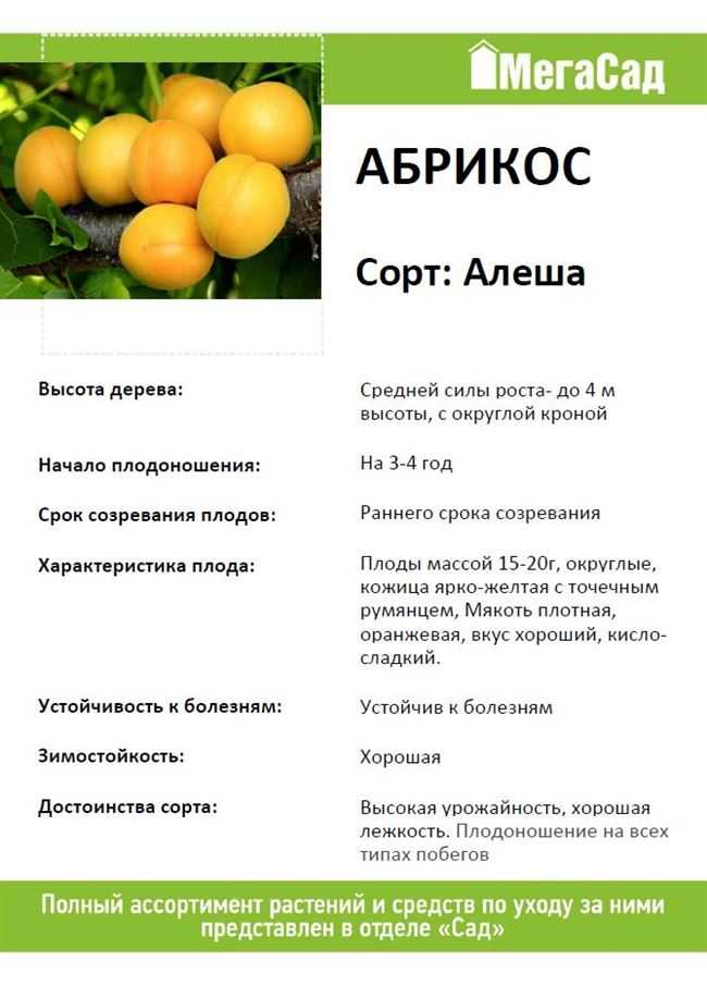 Сорта абрикоса для средней полосы россии, в том числе зимостойкие, самоплодные, низкорослые