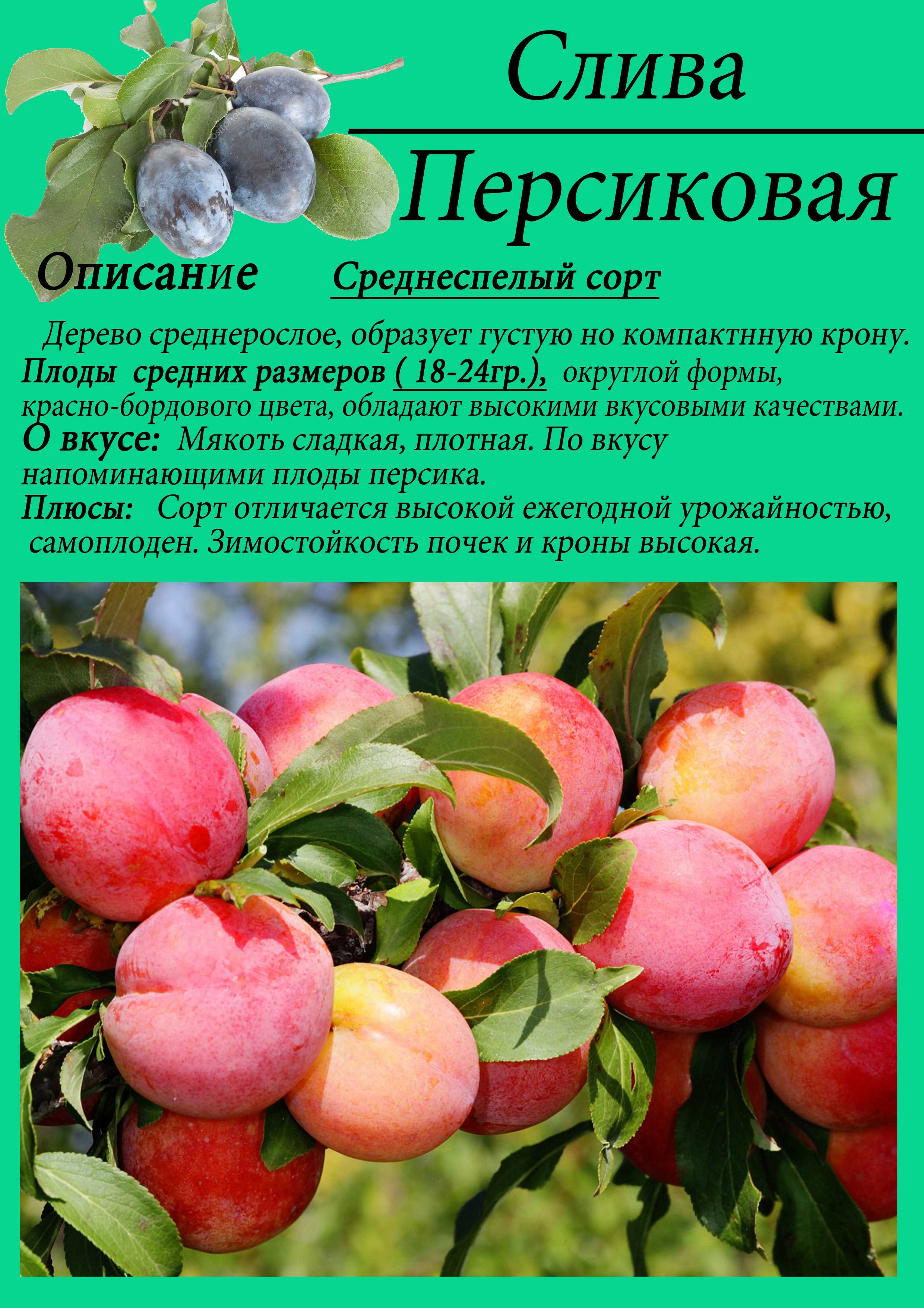 Слива персиковая: описание сорта, фото, отзывы дачников