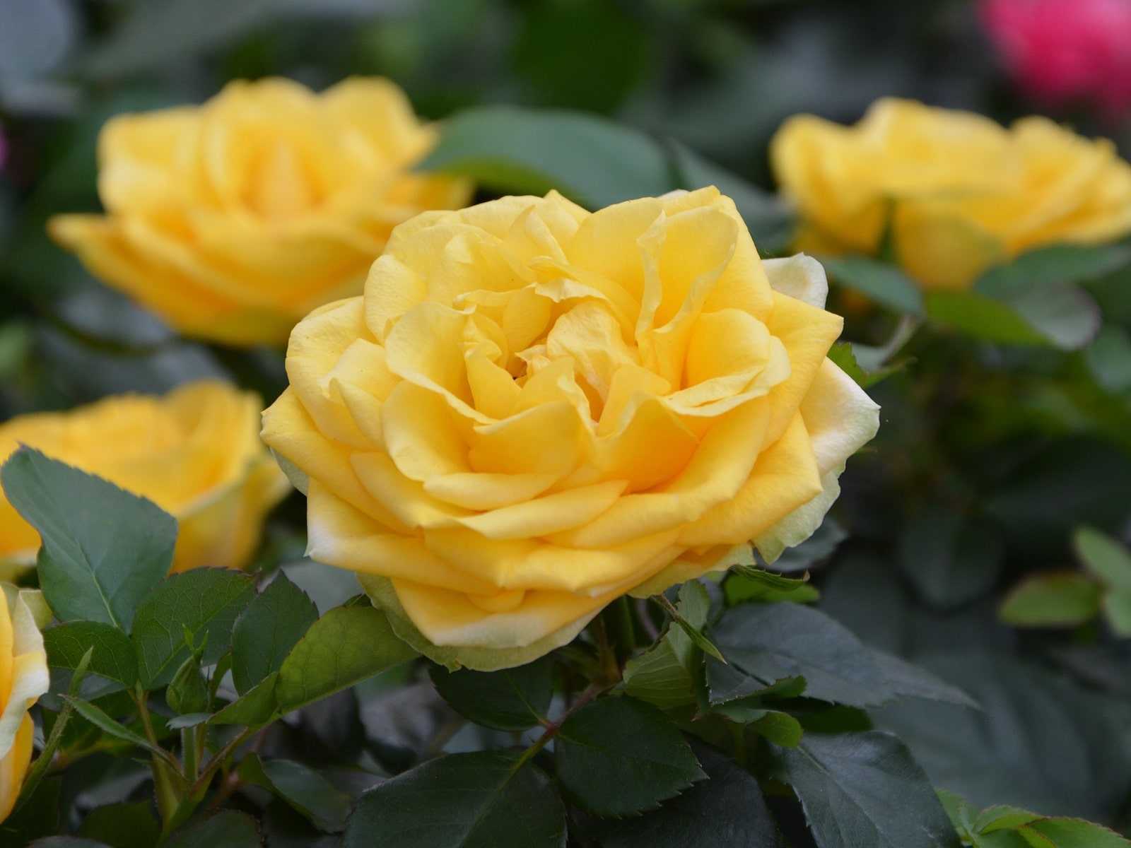 12 лучших двухцветных сортов роз для вашего сада