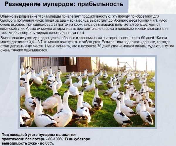 Муларды (утки): выращивание и уход. отзывы фермеров :: syl.ru