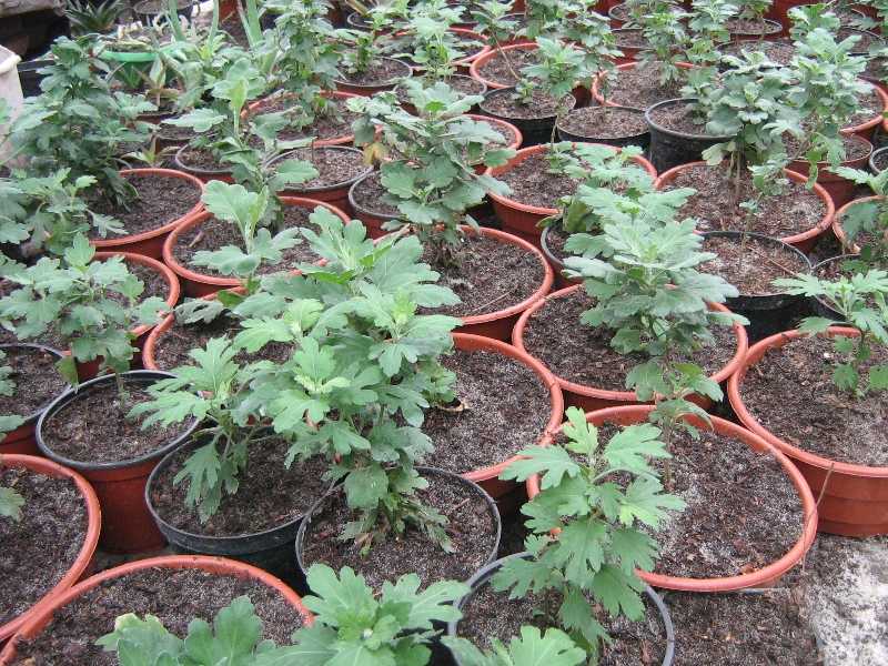 Прекрасные хризантемы “мультифлора”: выращивание по всем правилам