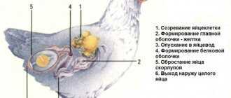О схеме оплодотворения курицы петухом: половая система птиц и размножение