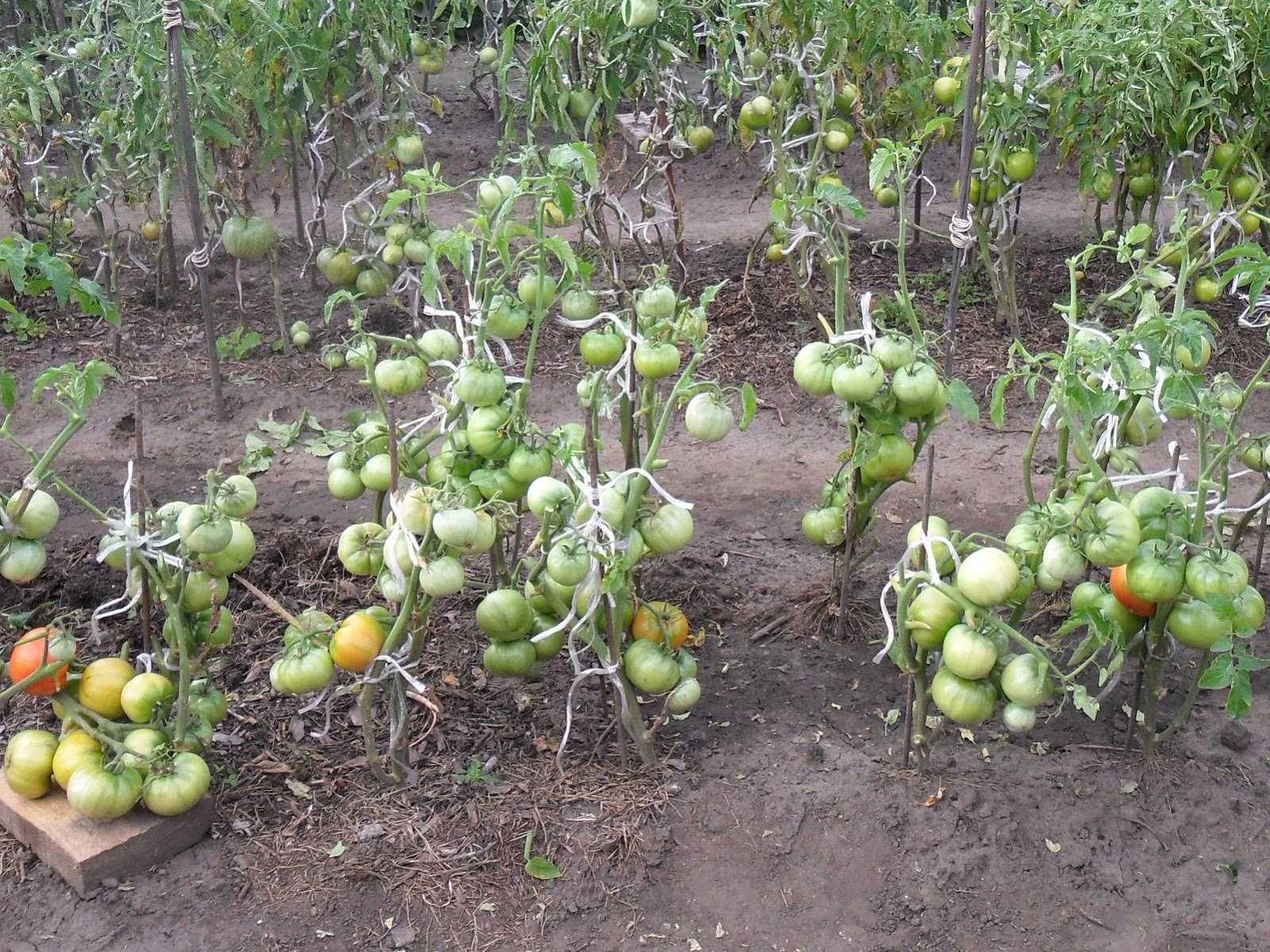 Почему не краснеют помидоры в теплице – рекомендации и советы