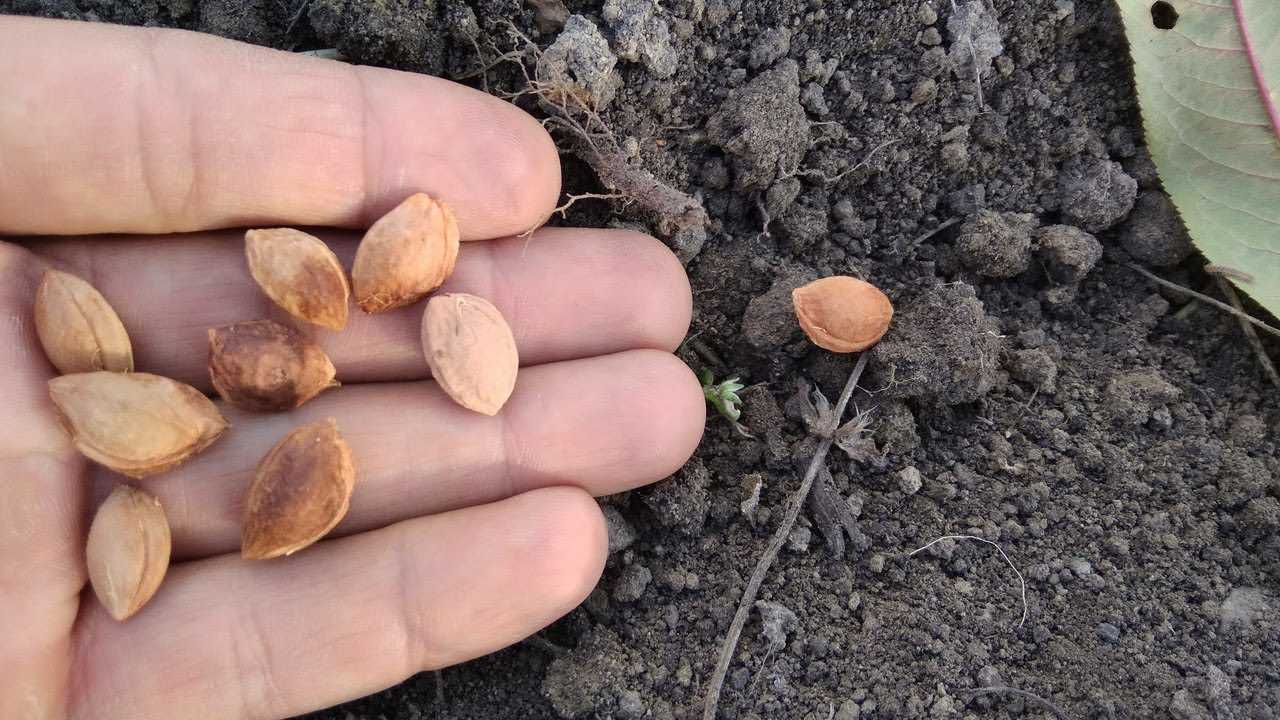 Как посадить и вырастить абрикос из косточки