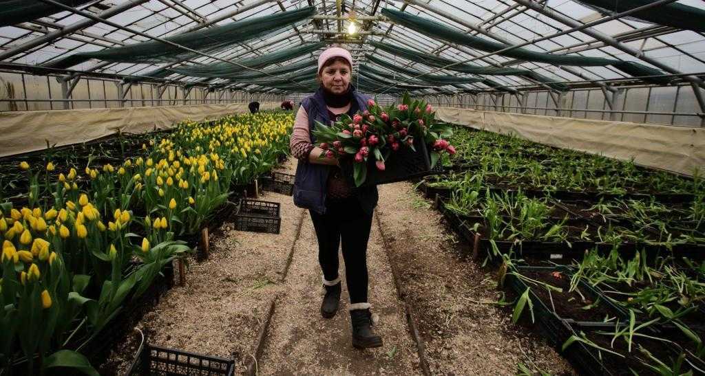 Как вырастить тюльпаны в теплице к 8 марта?