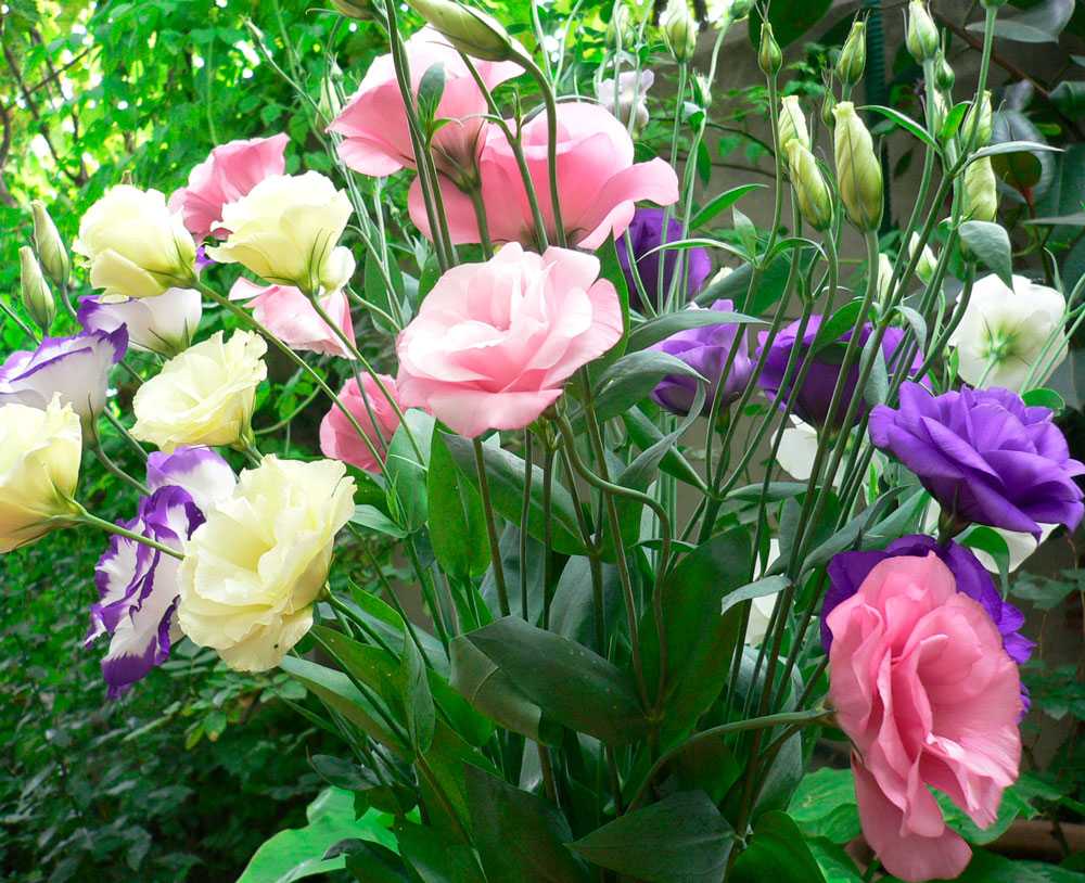 Эустома - красивый цветок с необычным характером В открытом типе грунта он не нуждается в интенсивном увлажнении и обилии света