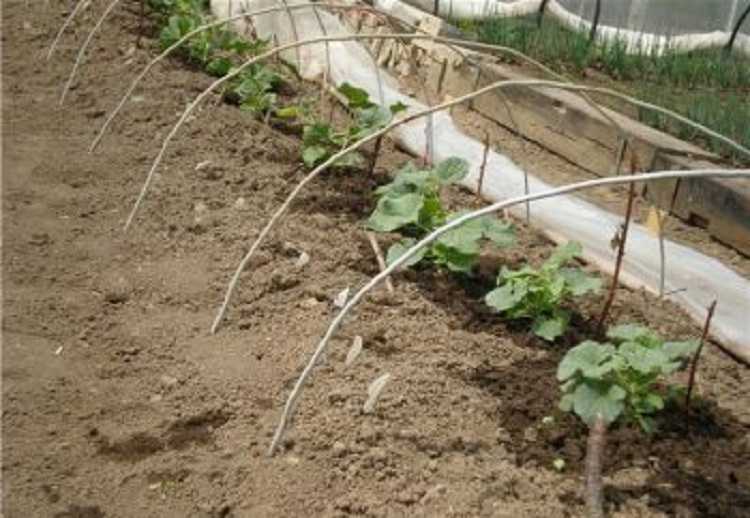 Проверенный метод как вырастить арбуз в теплице