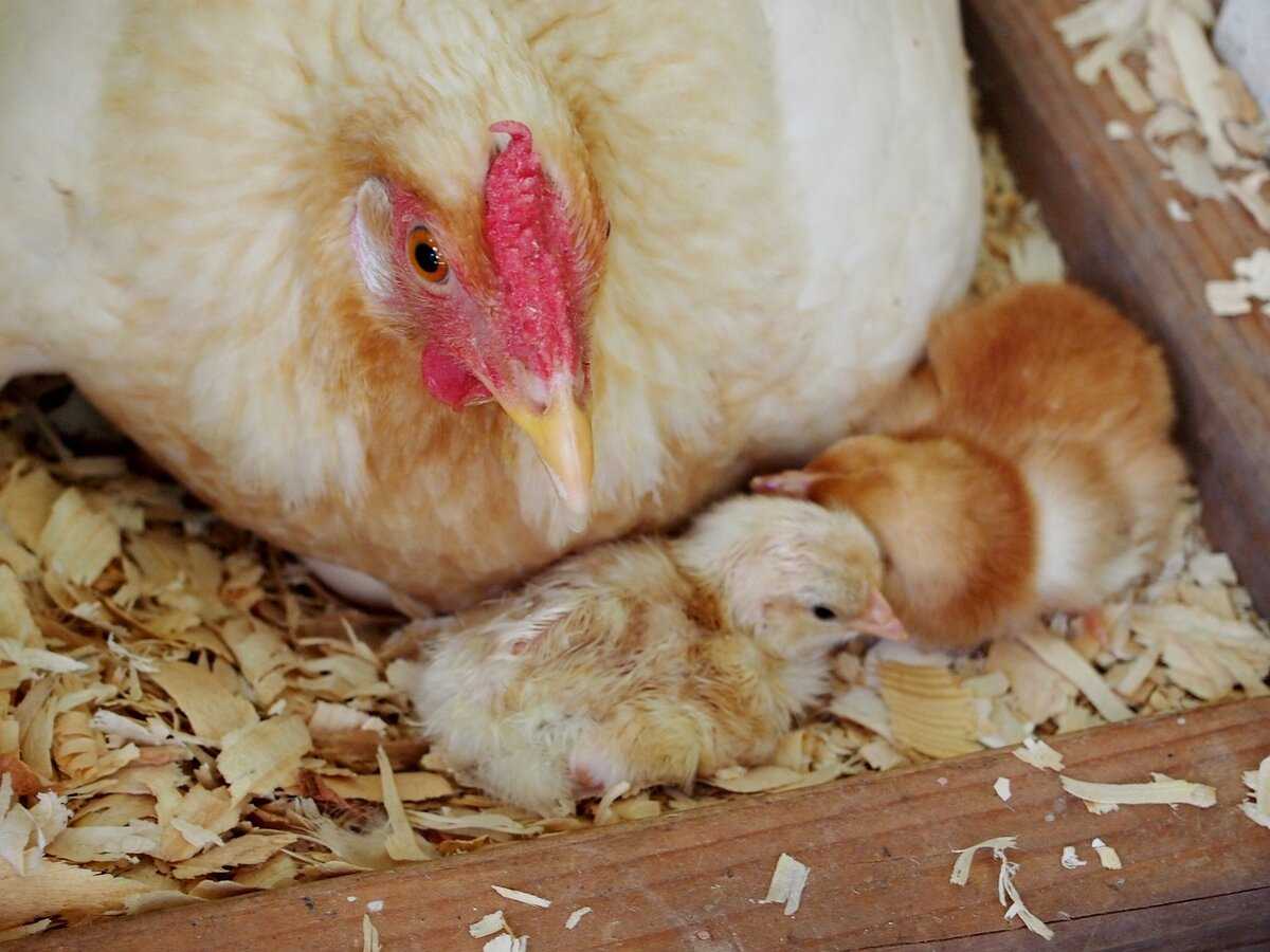 Садим курицу на яйца: школа идеальной наседки