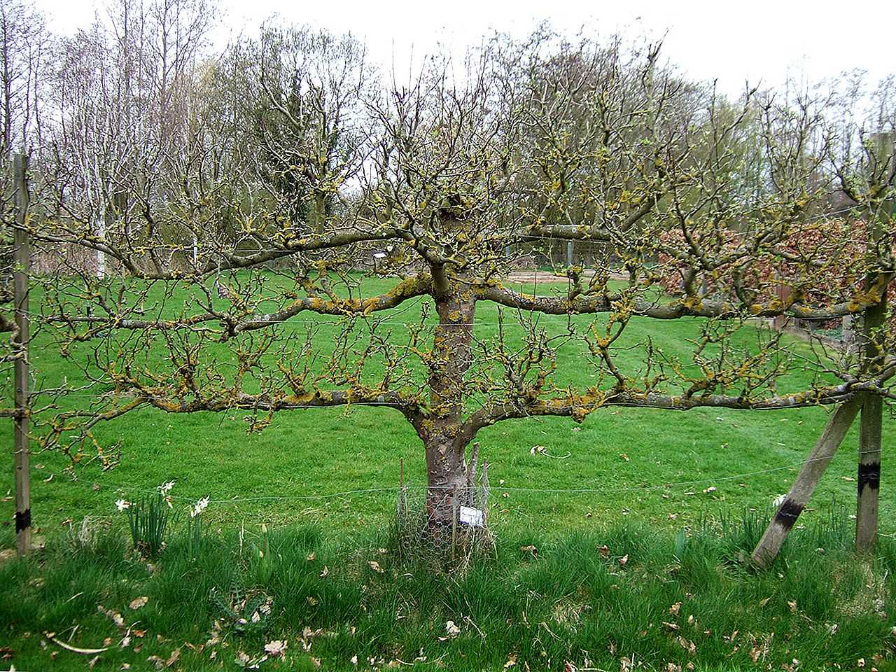 Ветки фруктовых деревьев