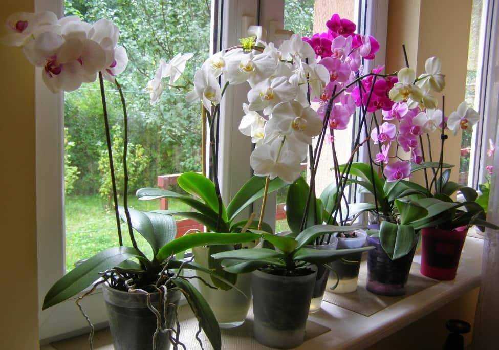 Орхидея отцвела, что делать дальше – семь раз отмерь или один раз отрежь…