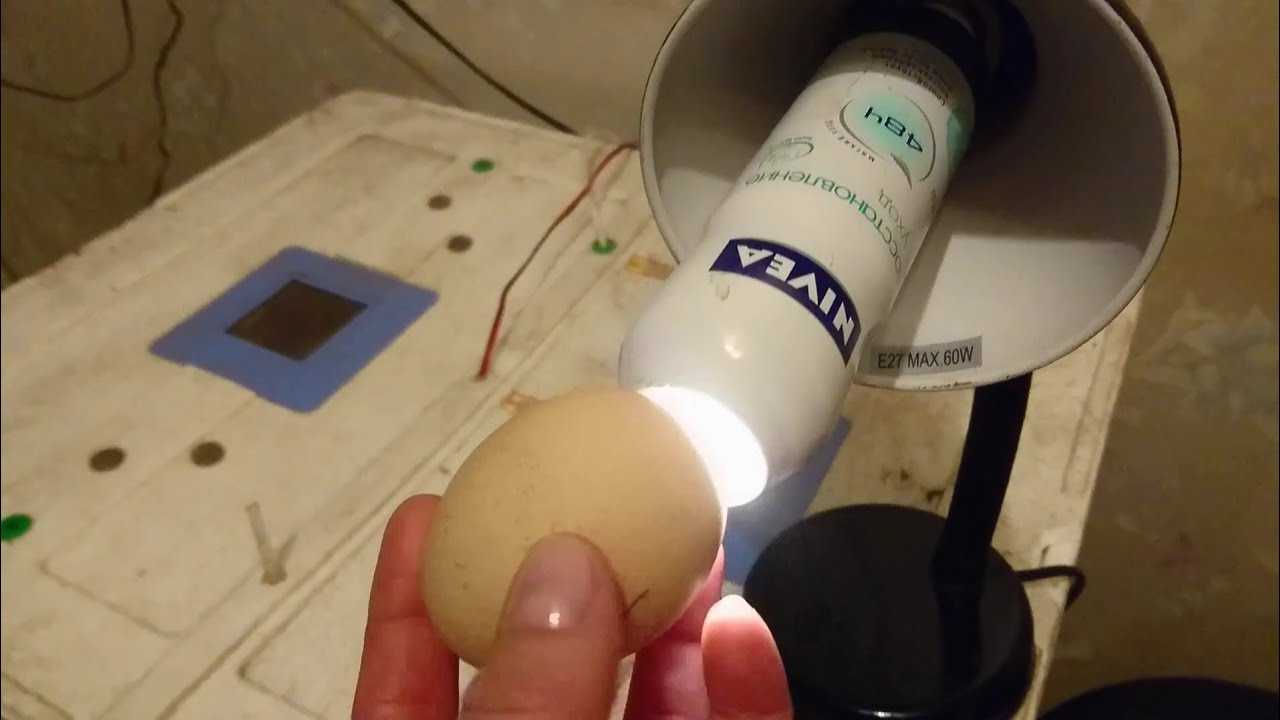 Овоскопирование куриных и гусиных яиц по дням, процедура овоскопирования и ее особенности