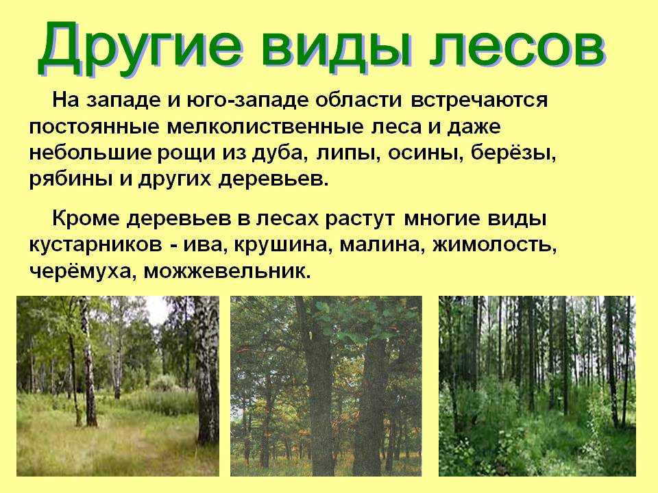 Какие бывают виды лесов :: businessman.ru