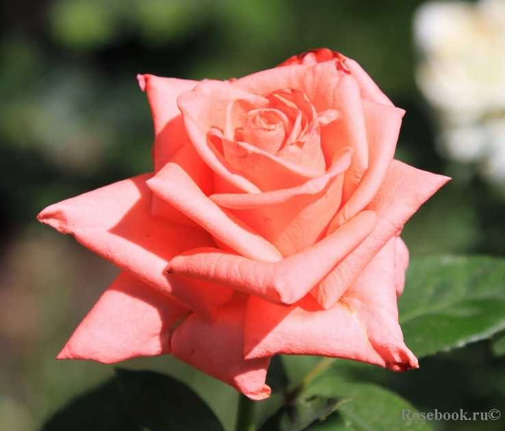 «сладкая жизнь» розовода: чайно-гибридный сорт розы дольче вита - цветочки
                                             - 23 октября
                                             - 43937875307 - медиаплатформа миртесен