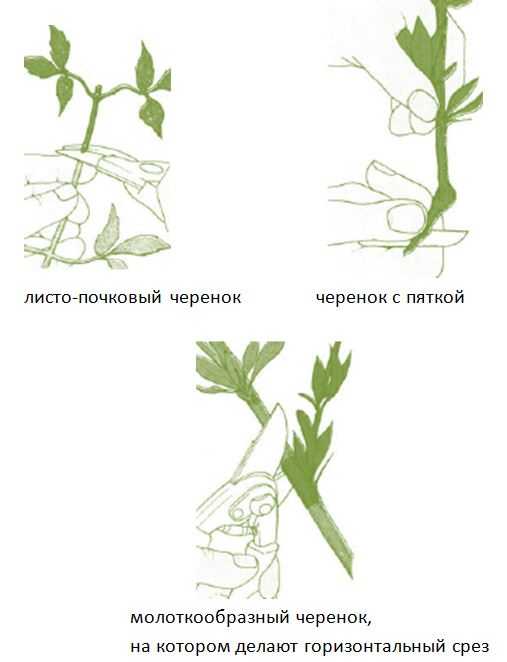 Размножение хризантем черенками. как это делать?