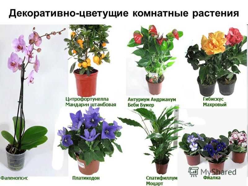 Красивые цветущие комнатные цветы с названием и описанием