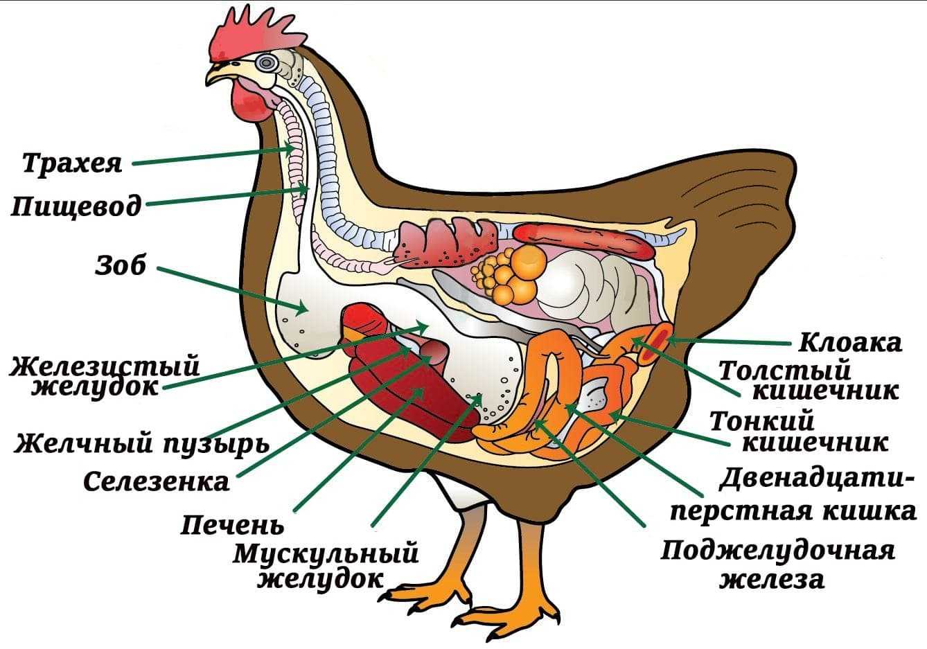 Как петух оплодотворяет курицу схема