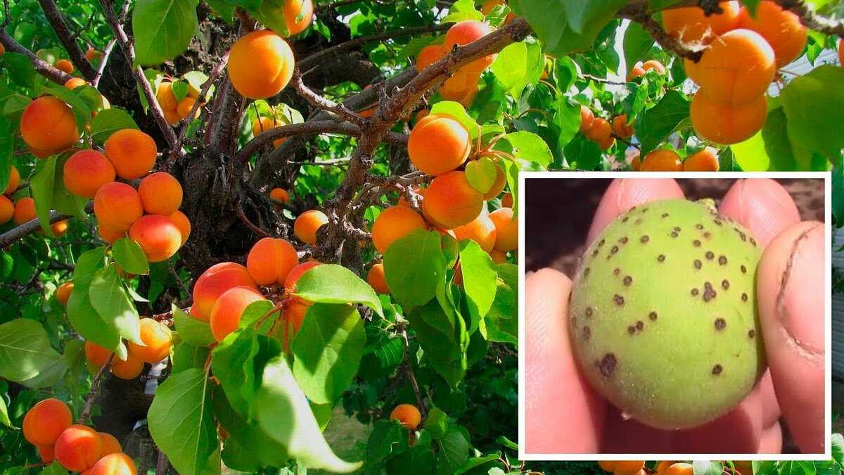 Почему не плодоносит абрикос - что делать и как найти причину отсутствия урожая. основные проблемы при выращивании абрикос