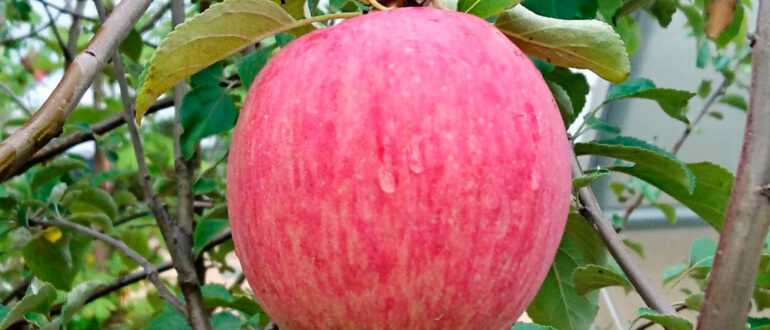 ✅ яблоня богатырь: описание сорта, посадка и уход - сад62.рф