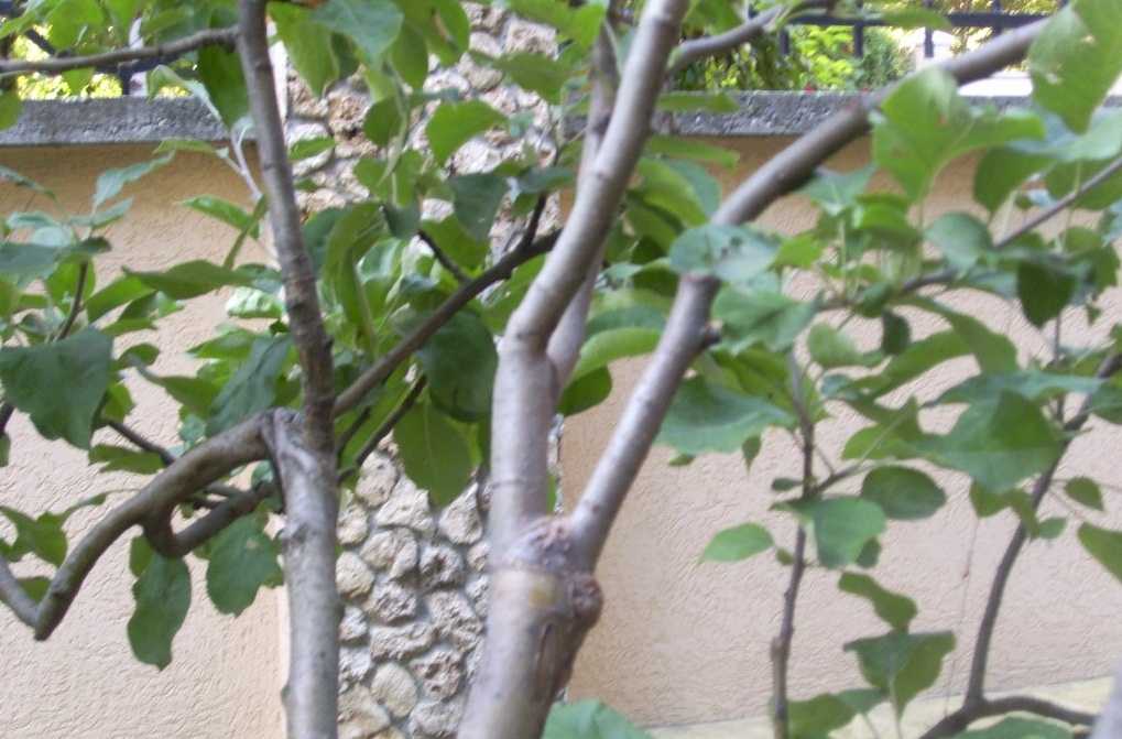 О гибриде вишни и черемухи (церепадус): как можно скрестить и привить