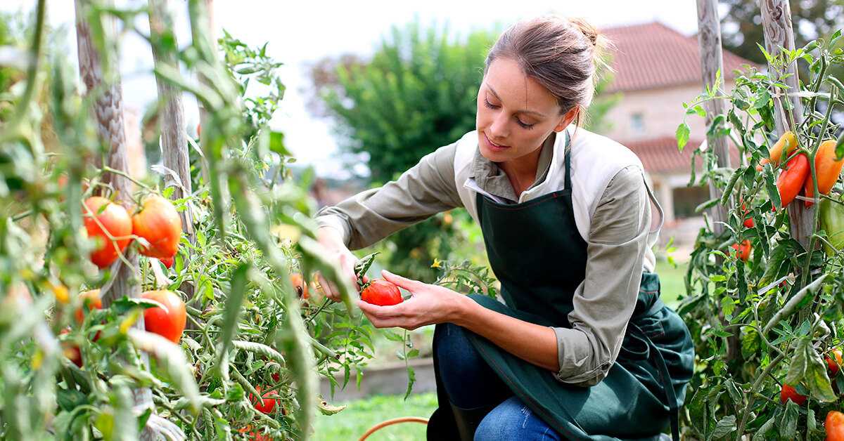 Правильный уход за помидорами в теплице из поликарбоната от посадки до урожая