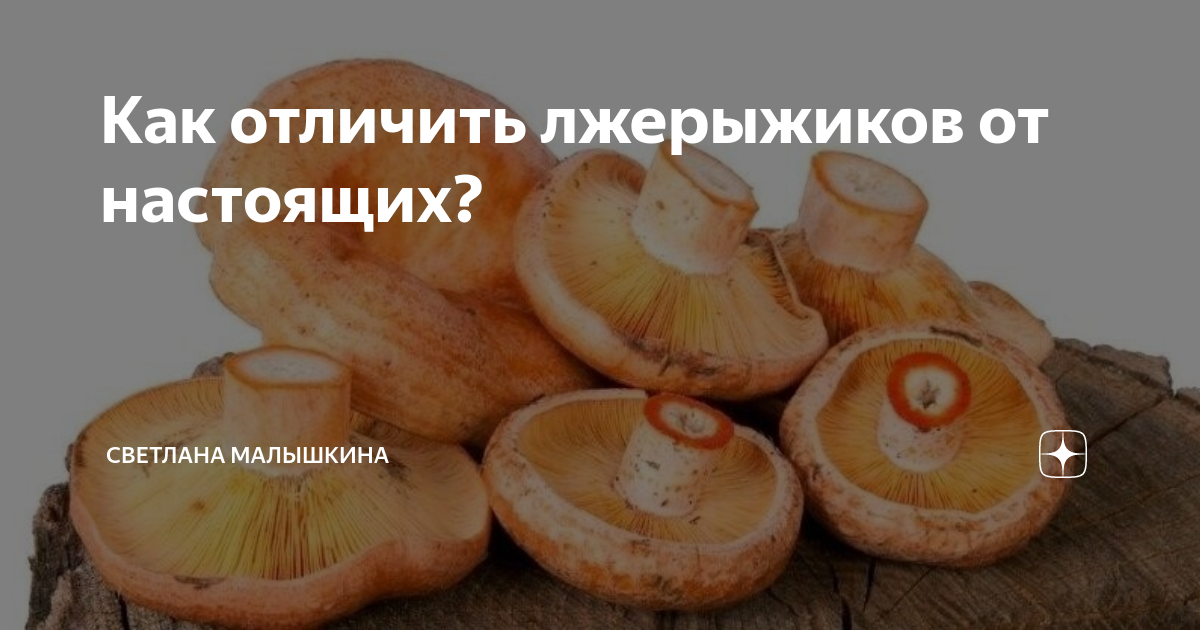 Рыжик - виды, где и когда собирать съедобный гриб. описание и фото популярного гриба