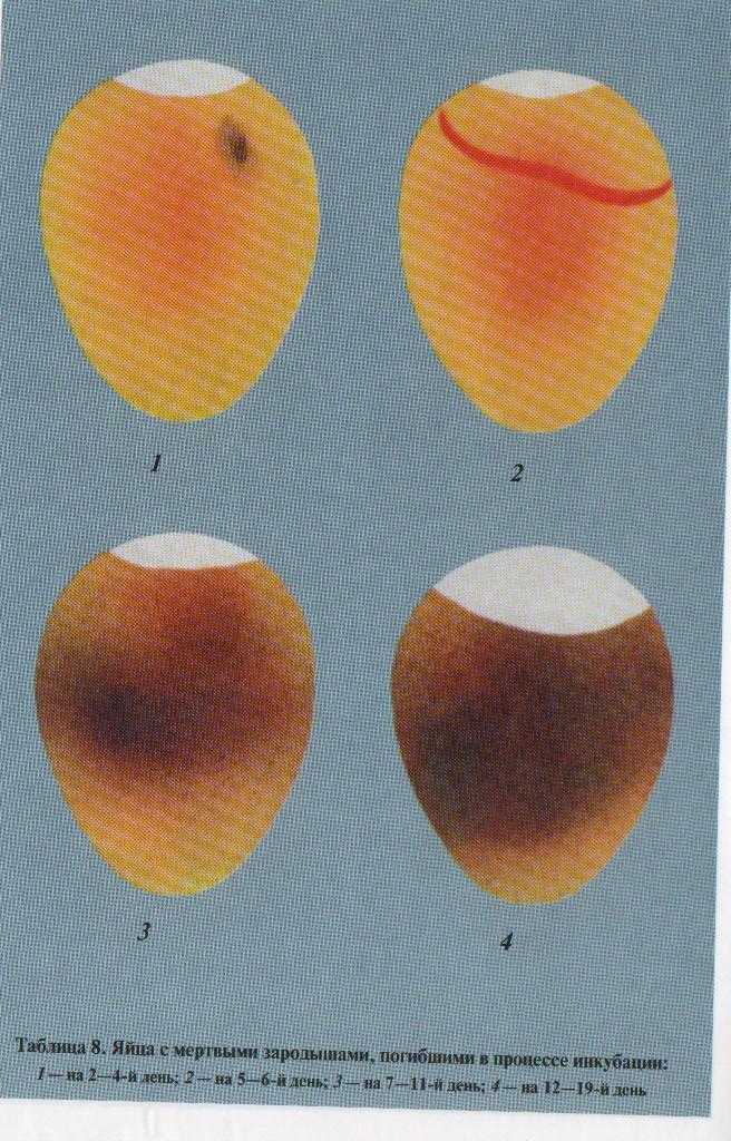 Пошаговая инструкция по инкубации и выведению гусиных яиц