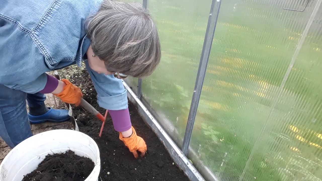 Чем обработать землю от фитофторы перед посадкой весной, как обеззаразить и вылечить грунт, чтобы избавиться от недуга, чем полить почву в теплице после томатов?